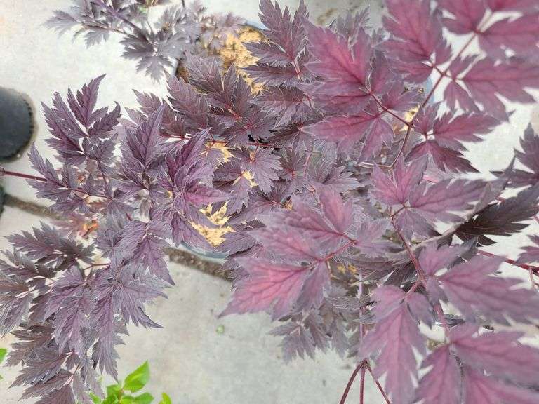 4) Actaea Black Negligee