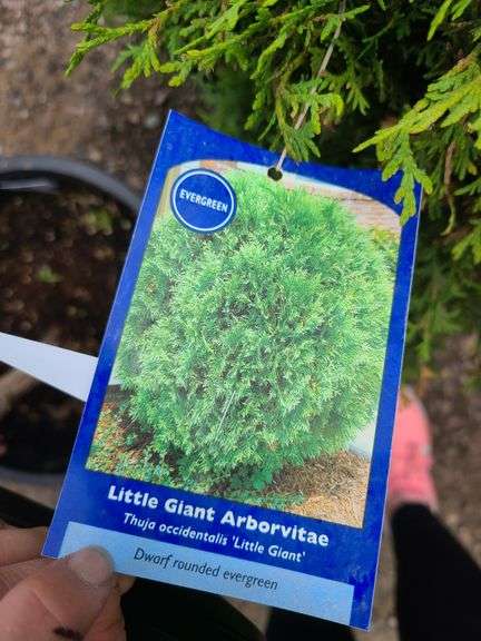 2) Little Giant Arborvitaes