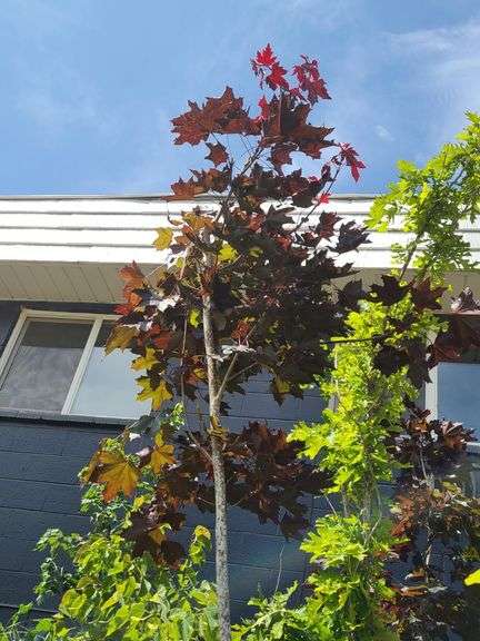 Crimson King Maple
