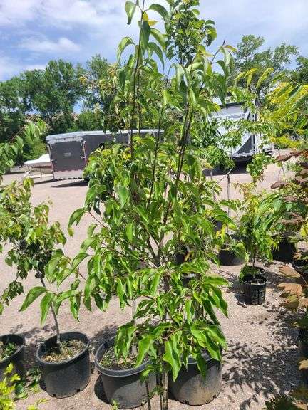 Pyrus Calleryana