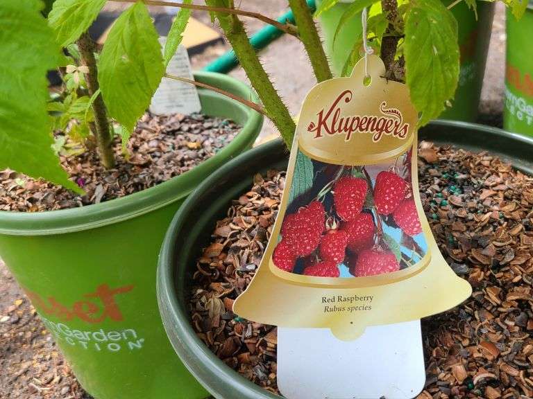 2) Red Raspberry