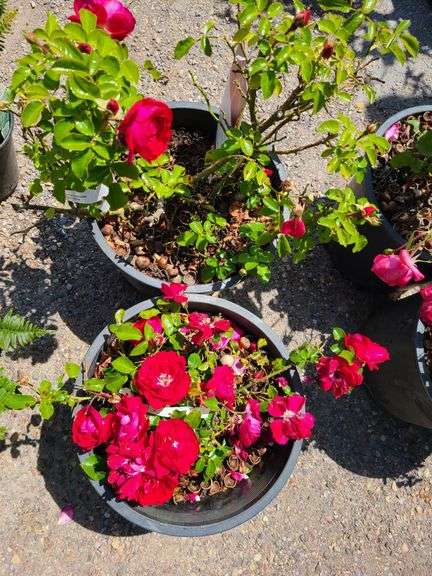 2) Rose Bushes