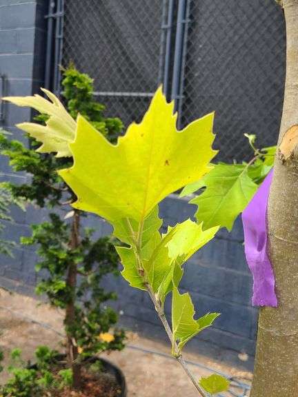 London Plane Tree