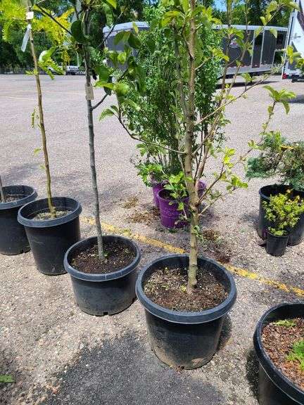 Cleveland Select Flowering Pear Tree, Apple Tree