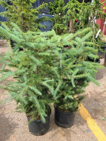 2) Colorado Blue Spruce