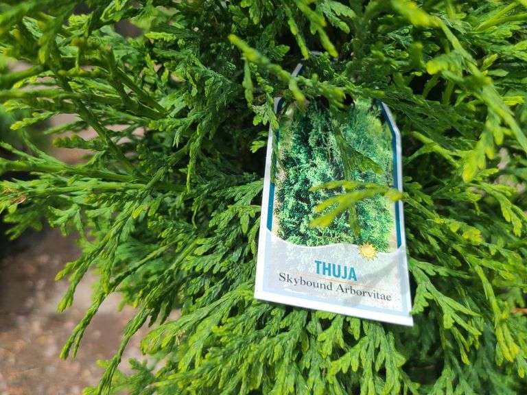 6) Skybound Arborvitae