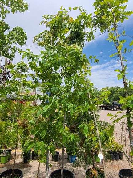 American Hornbeam Tree