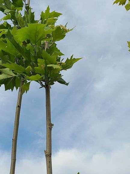 London Plane Tree