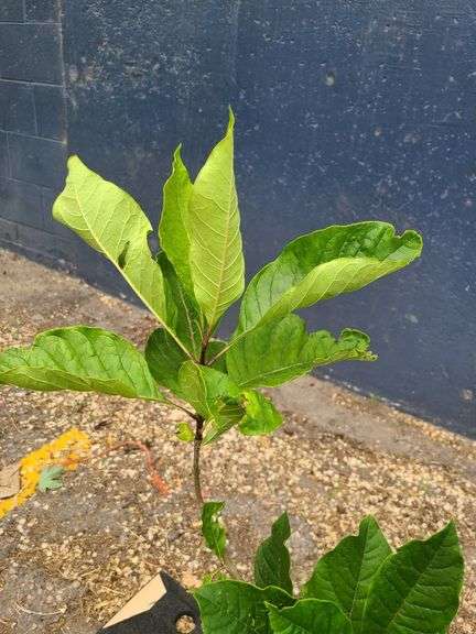 2) Fringe Tree