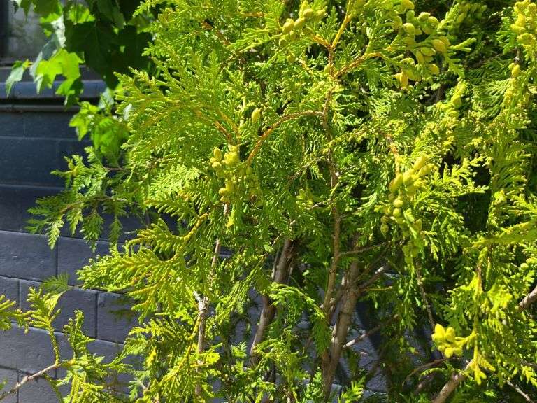 Dark American Arborvitae