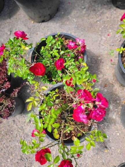 2) Rose Bush