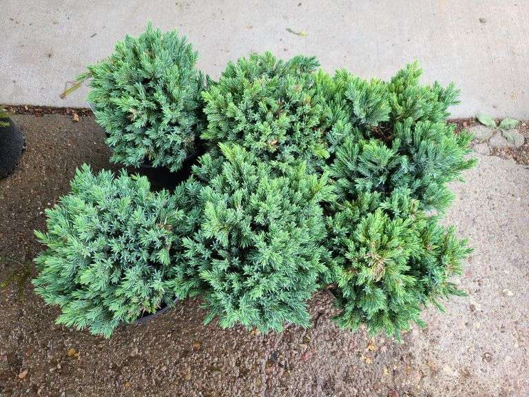 6) Blue Star Juniper