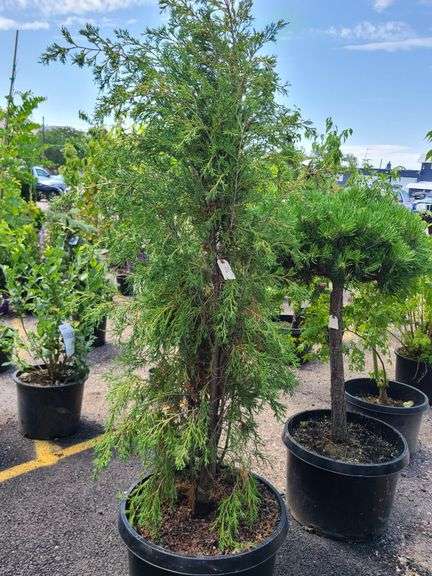 Cedar Tree