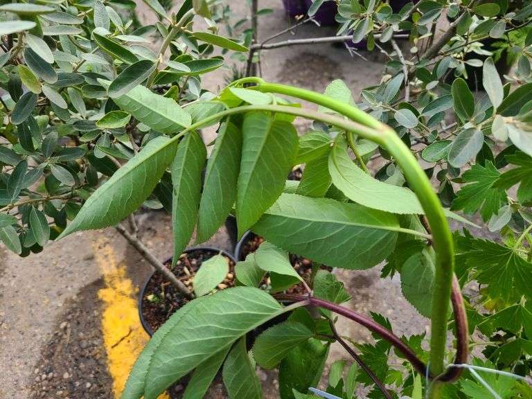 Crandall Black Currant and Bob Gordon Elderberry