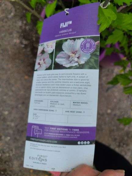 3) Hibiscus Syriacus Minspots