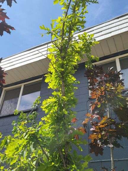 Oak Tree