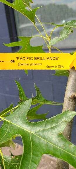 Pacific Brilliance