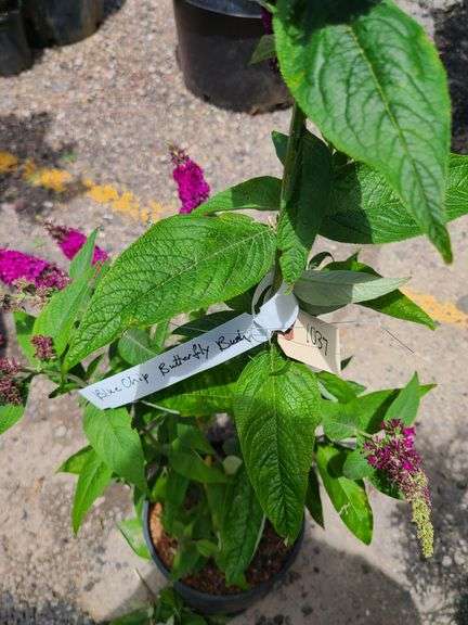 Blue Chip Butterfly Bush