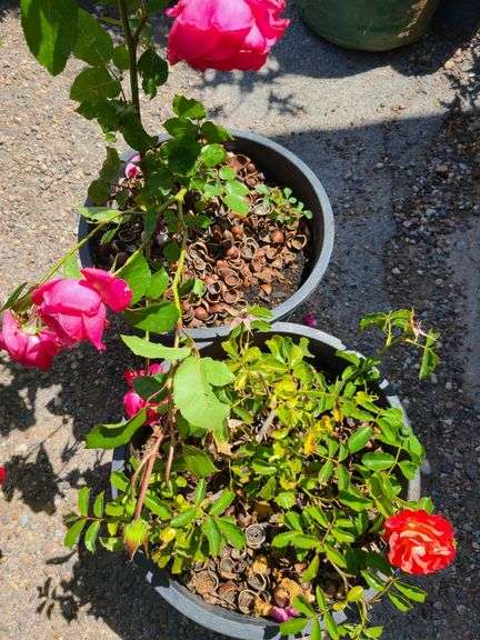 2) Rose Bushes