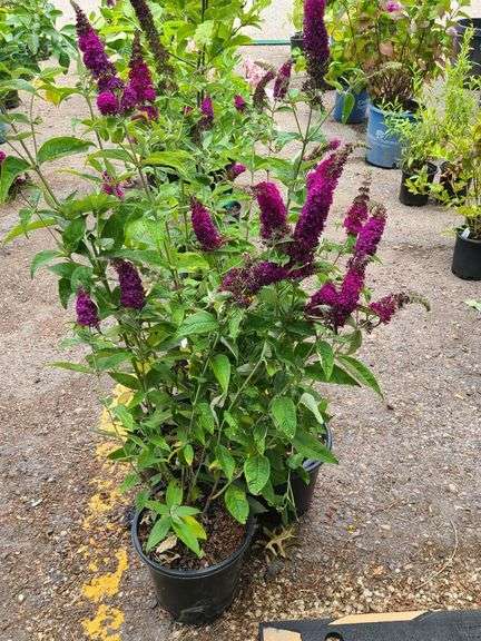 3) Miss Molly Butterfly Bush