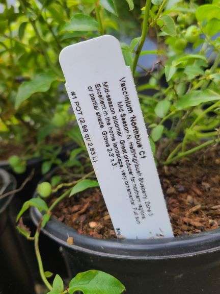 3) Highbush Blueberry