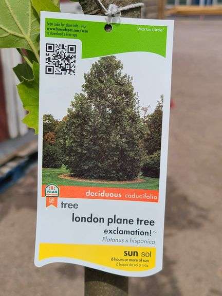 London Plane Tree