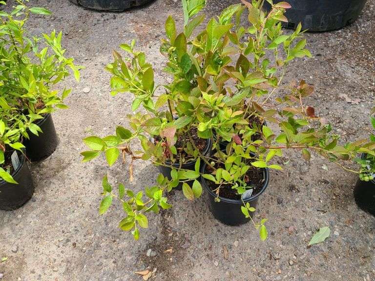 3) Highbush Blueberry