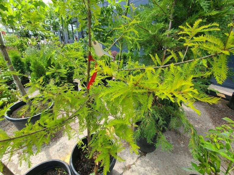 Bald Cypress