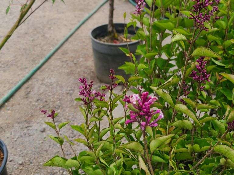2) Josee Reblooming Lilac