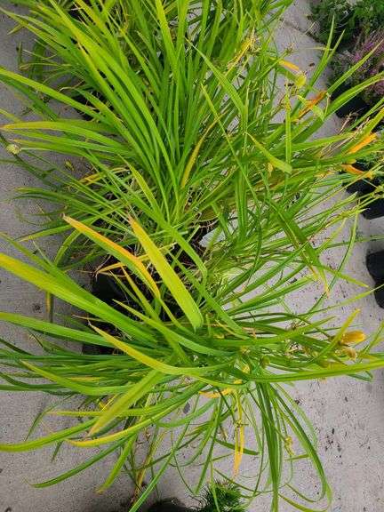 6) Daylily