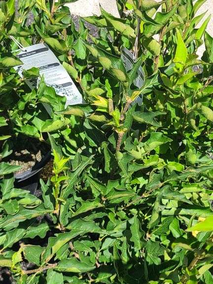 4) Miss Kim Lilac Plants