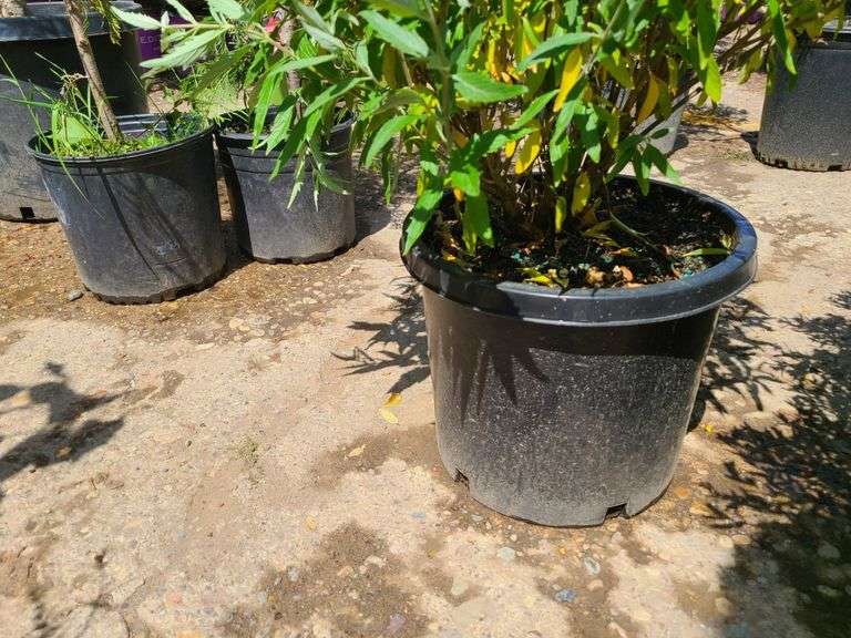 Bush