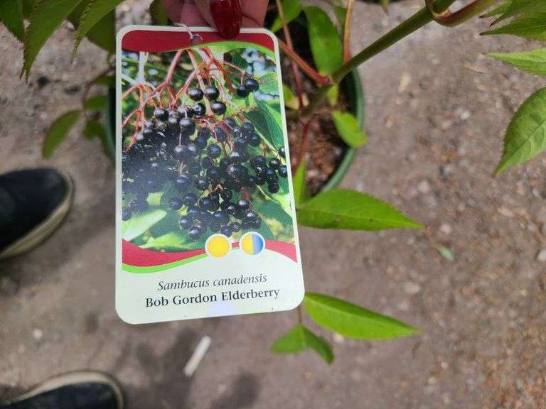 Bob Gordon Elderberry