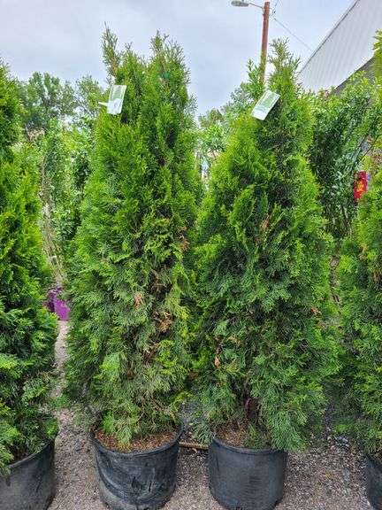 2) Emerald Green Arborvitaes