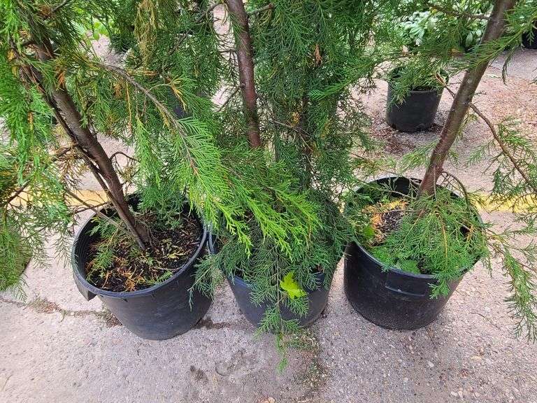 3) Arborvitae