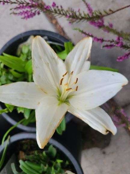 1) Hemercallis Happy Returns, 2) Dwarf Asiatic Lilies