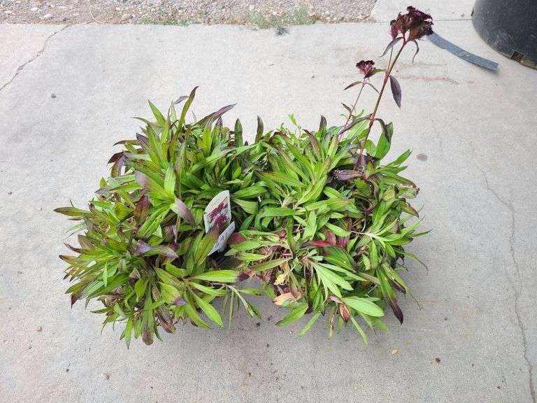 2) Dianthus Sooty