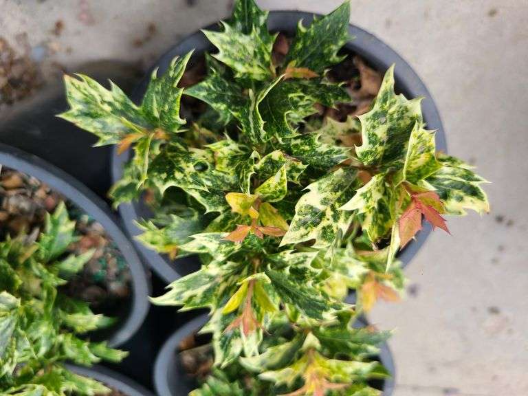 4) Osmanthus Heterophyllus 'Goshiki'