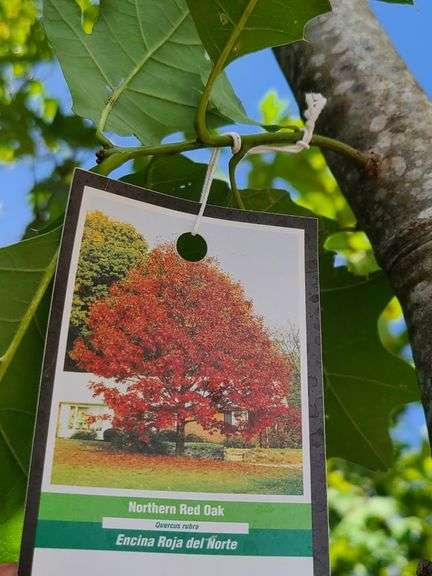 Northern Red Oak