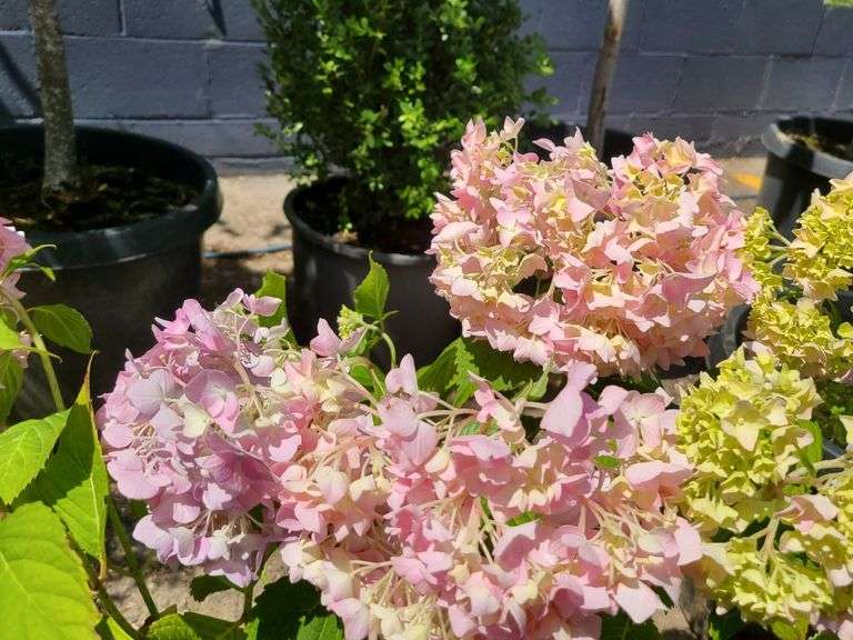 2) Hydrangea