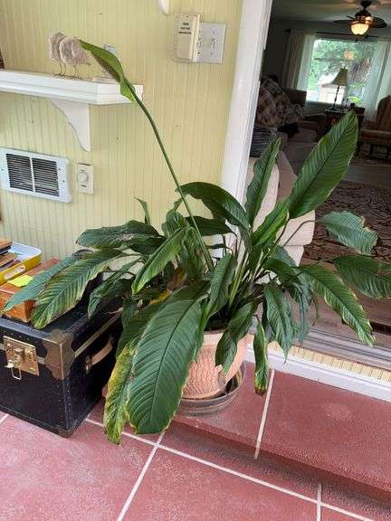 2) Plants