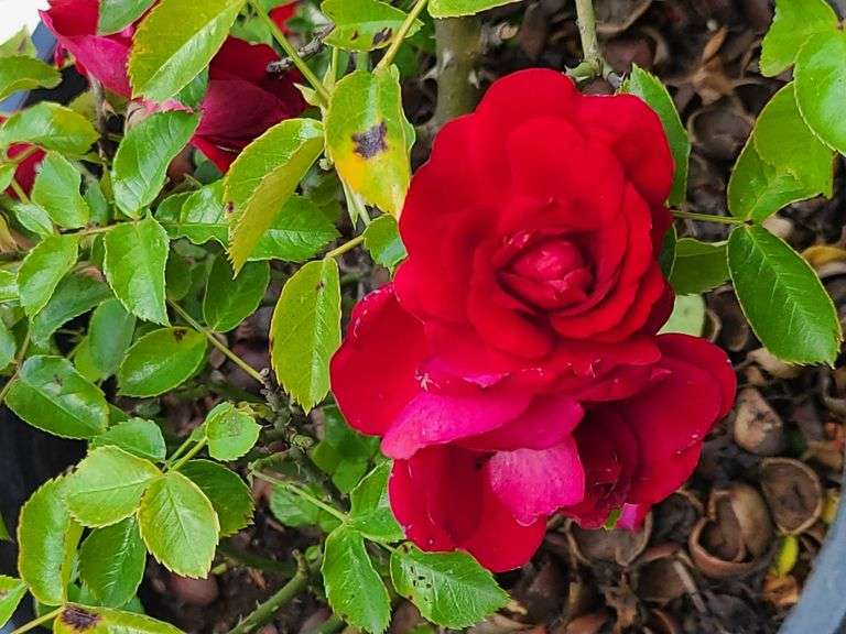 2) Rose Bush