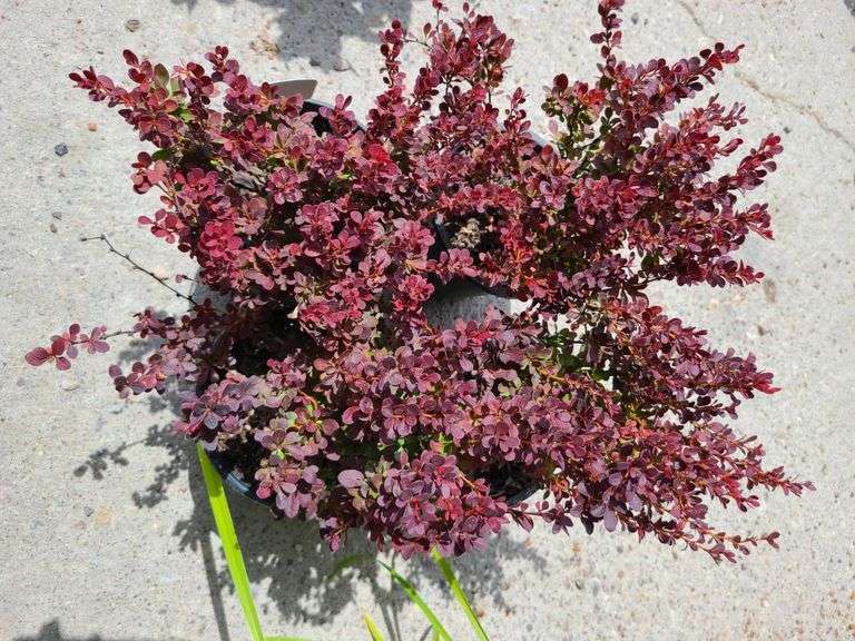 4) Japanese Barberry