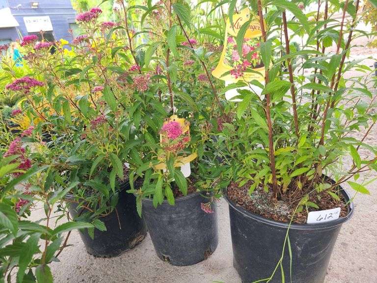 3) Neon Flash Spirea