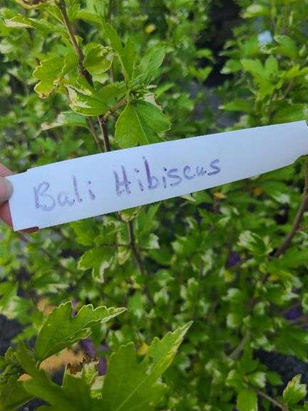 2) Bali Hibiscus Plants