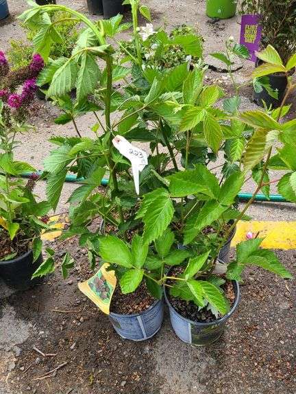 4) Thornless Boysenberry