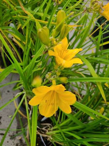 6) Daylily