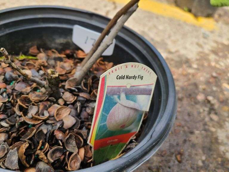 Cold Hardy Fig