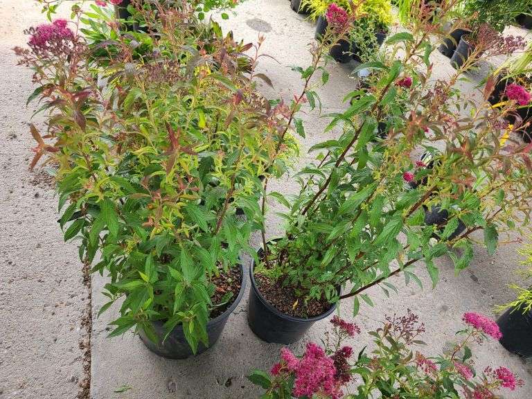 2) Neon Flash Spirea