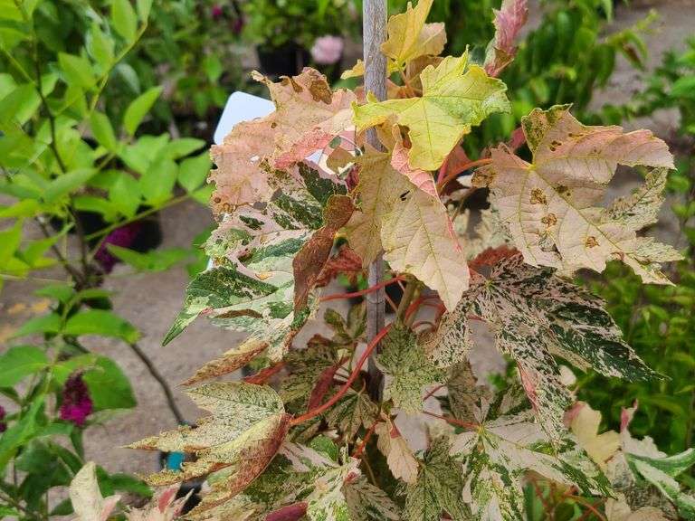Sunset Sycamore Maple